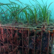 underwater image with plants in caged construction